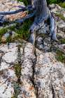 Rock art in Glacier National Park, Montana, USA. Art Print